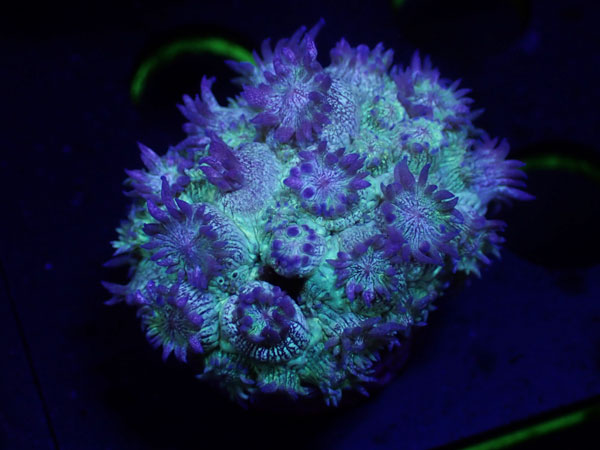 CC　Goniopora Glitter　No.01