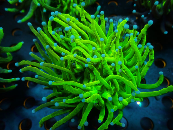 Torch Coral　ULTRA IndoHoly Glitter　No.01
