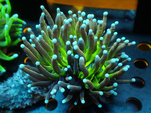 Torch Coral　ULTRA Indo Glitter　No.02