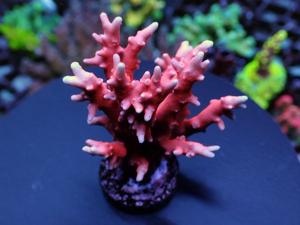 SR TNT Anacropora No.127