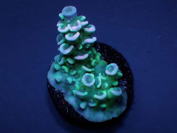 GB  Indo Acropora Tenuis Special Grade No.128
