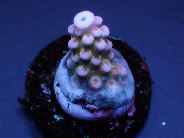 Acropora Donei Fireworks Rainbow No.129