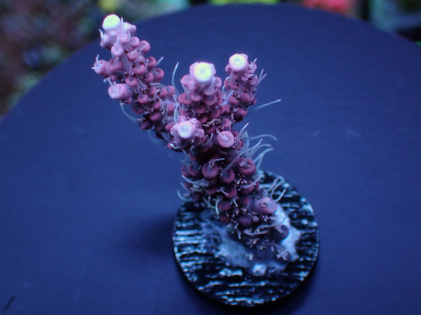 Aus Acropora Cofettie Pink  No.131