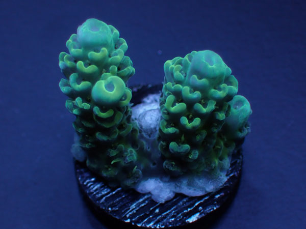 Aus Acropora Anthocersis  Gold Antho No.132