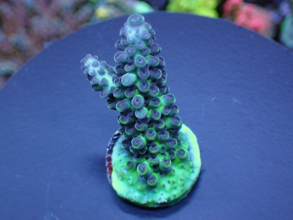 Aus Acropora Sp.ULTRA  No.134