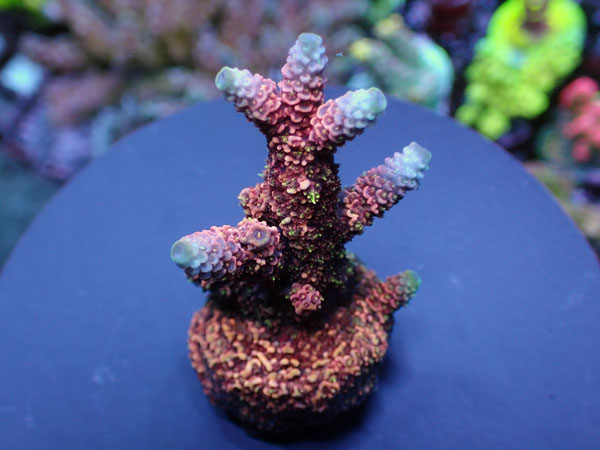 Acropora Millepora Special Red No.135