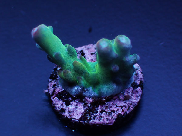 GB Indo Acropora Lokani Higrade No.136