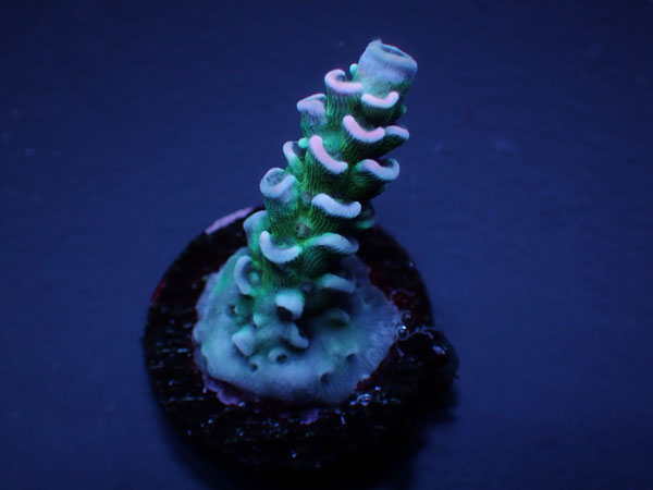 GB Indo Acropora Tenuis Special  No.137
