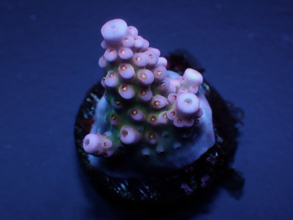 Acropora Donei Fireworks Rainbow No.138