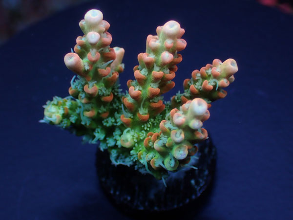 Aus Acropora Cofettie Orange No.139