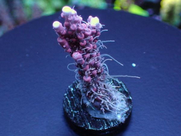 Aus Acropora Cofettie Pink  No.140