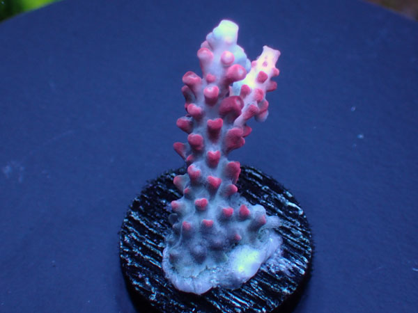 Aus Acropora Confettie Vivid Confettie  No.142