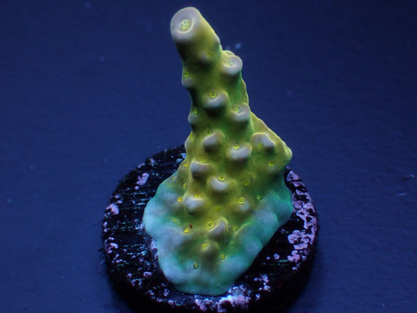 Aus Acropora Donei Fireworks Yellow No.143