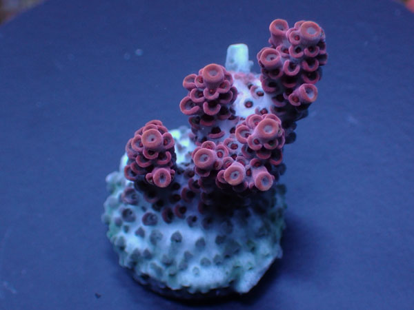 Aus Acropora Hyacinthus ULTRA　Red No.144