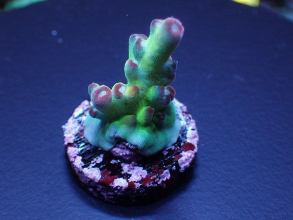GB Indo Acropora Lokani Higrade No.145