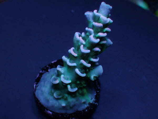 GB Indo Acropora Tenuis Special  No.146