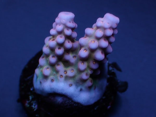 Acropora Donei Fireworks Rainbow No.147