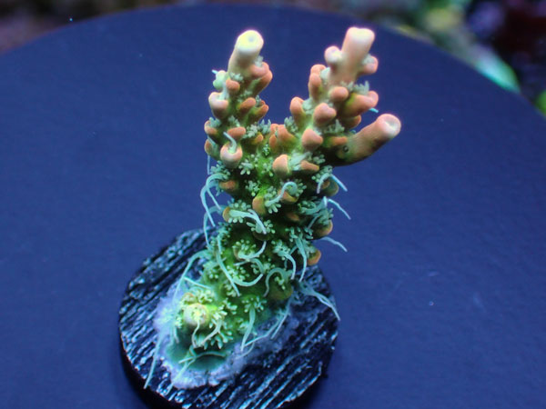 Acropora Cofettie Orange No.148