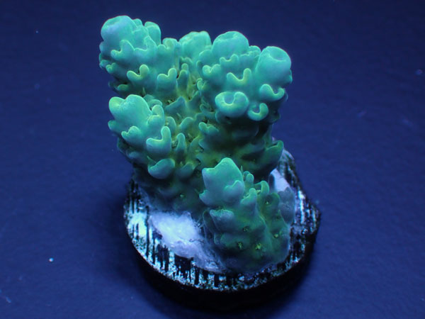 Aus Acropora Anthocersis  Gold Antho No.150