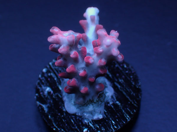 Aus Acropora Confettie Vivid Confettie  No.151