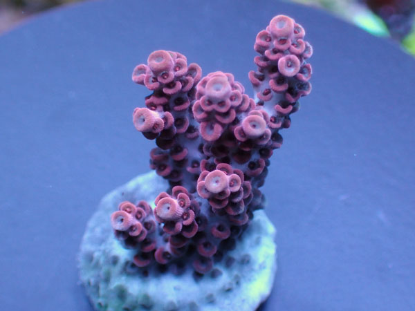 Aus Acropora Hyacinthus ULTRA　Red No.154