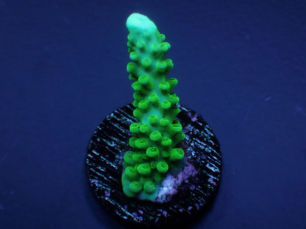 Indo Acropora Parilis 激レア　No.155
