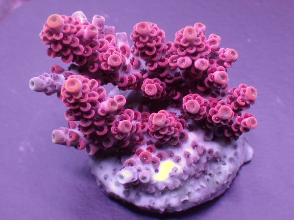 Aus Acro Hyacinthus ULTRA Red  No.160