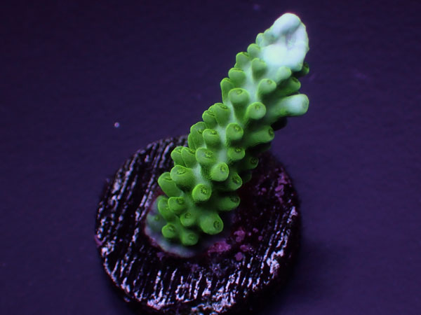 Acro Parilis 激レア  No.161