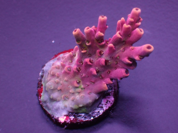 Acro Microclados Flower Bomb  No.163