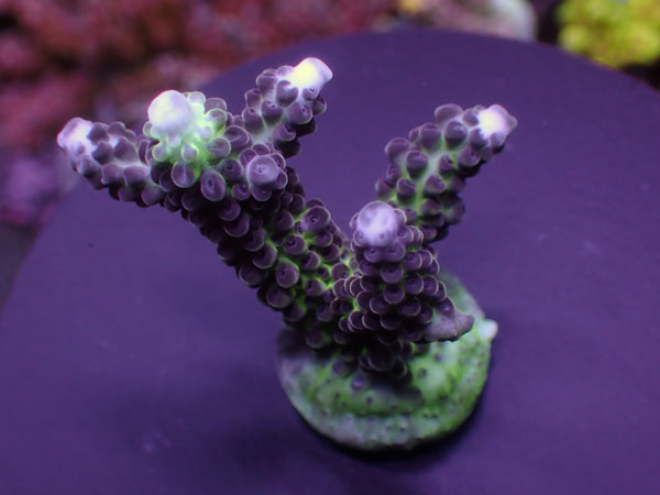 Aus Acro Sp. ULTRA  No.165