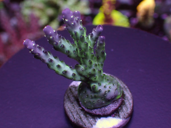 Indo Acro Subulata  No.166