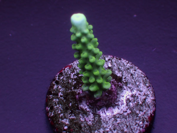 Acro Parilis 激レア  No.167