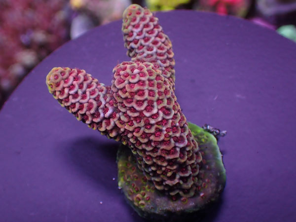 Aus Acro Spathulata Purple  No.168