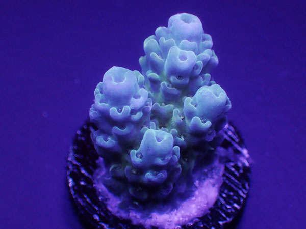 Aus Acro Anthocersis Gold Antho  No.171