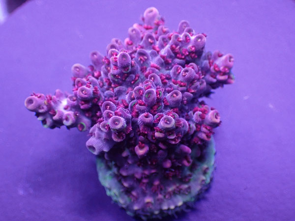 Acro Microclados Flower Bomb  No.172