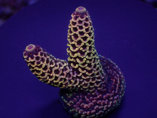 Aus Acro Prostrata Gold/Red Polyp  No.173