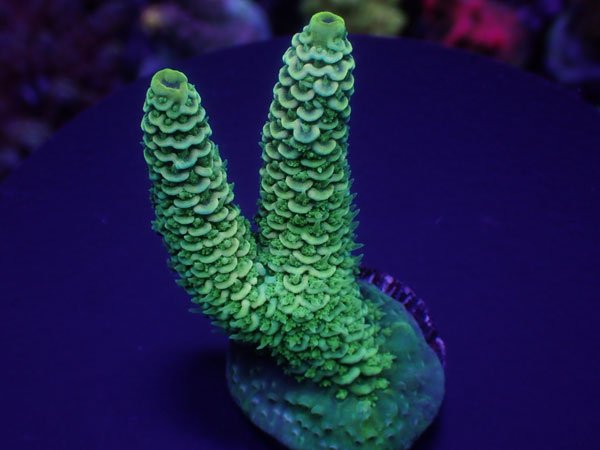 Aus Acro Millepora Green  No.174