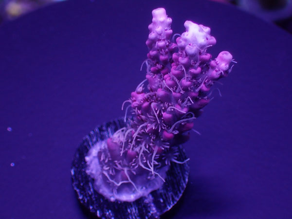 Acro Confettie Pink  No.178