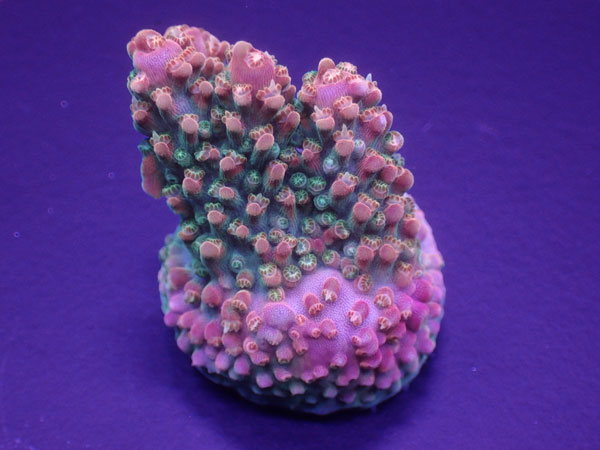 Uro Coral UC Rainbow Loom  No.180