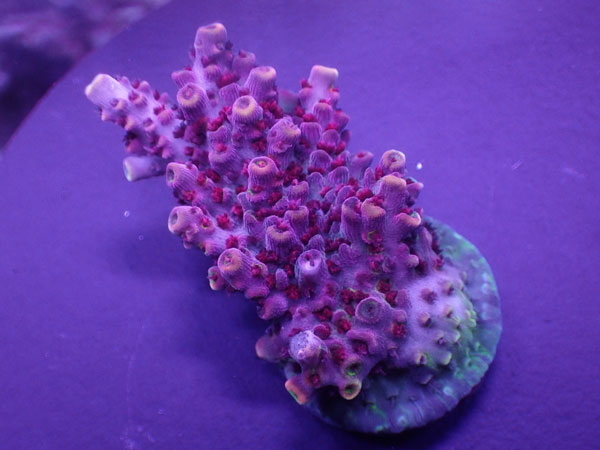 Acro Microclados Flower Bomb  No.181
