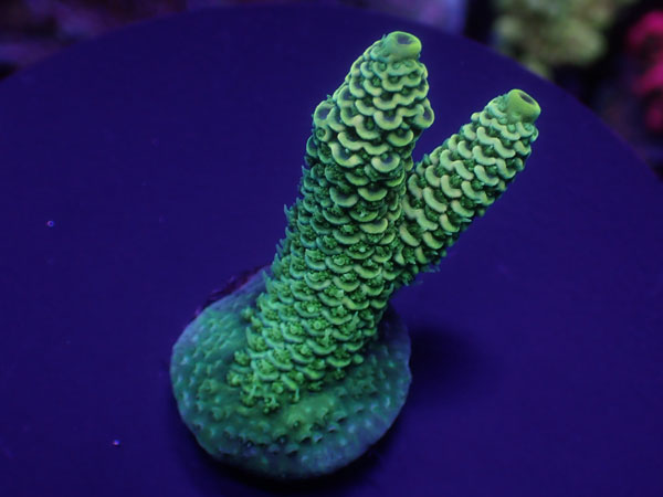 Aus Acro Millepora Green  No.183