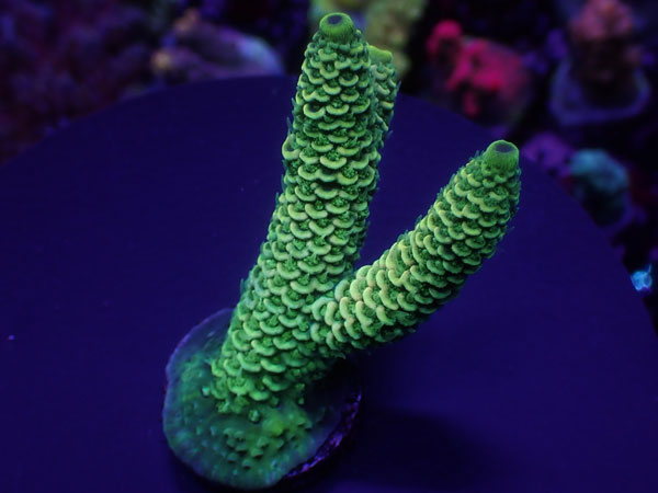 Aus Acro Millepora Green  No.184