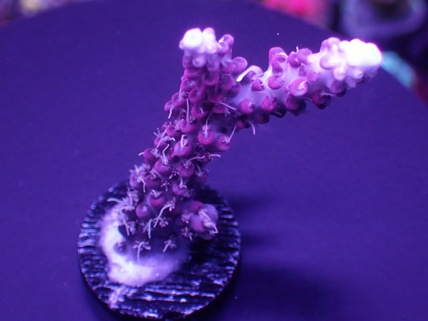 Aus Acro Confettie Pink  No.187