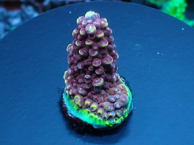 Aus Acro Sp. Pink stag  No.201