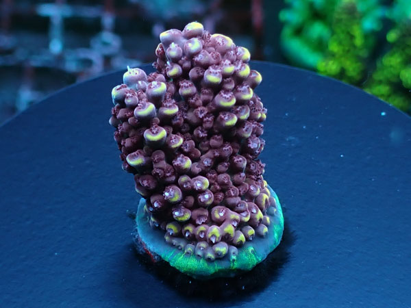 Aus Acro Sp. Pink stag  No.202