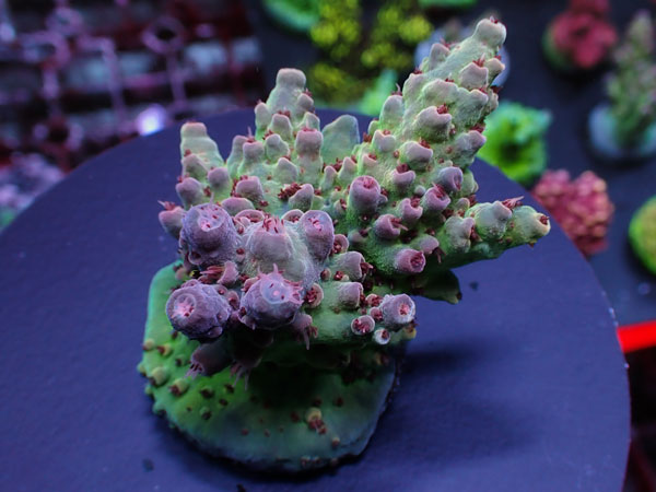 Aus Acro Sp. -Ultra - No.205