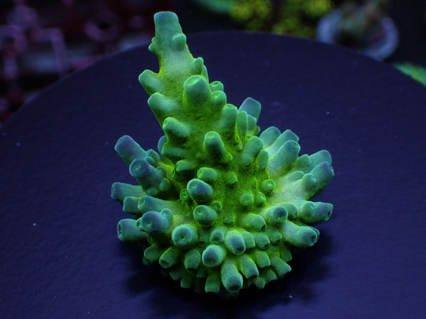 Acro Austella　 No.208