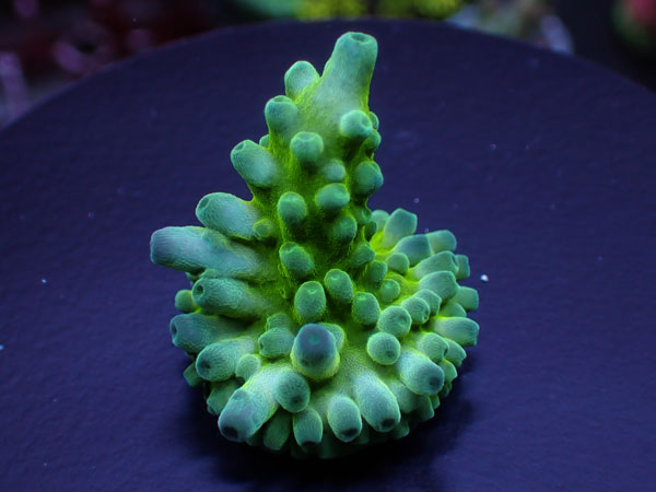 Acro Austella　 No.209