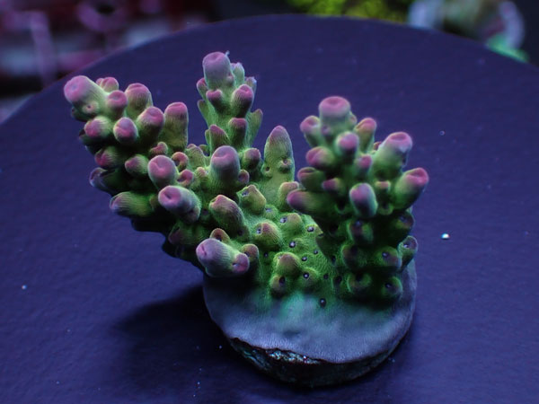 Aus Cairns Acro Sp.-Snow Dragon - No.210