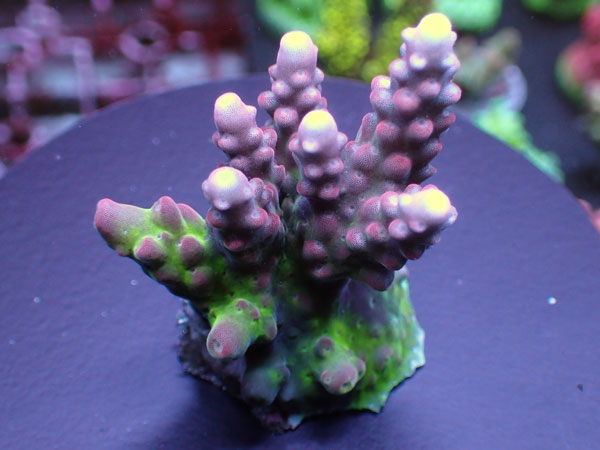 Aus Acro Sp. -Smoothkin/Red- No.213